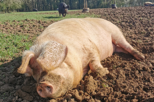Dean Farm Trust - Animal Sanctuary Residents