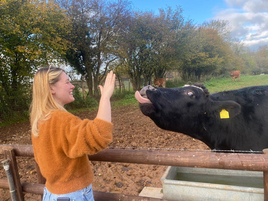 A woman playing with a cow